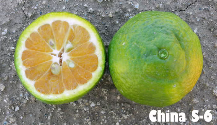China S-6 Satsuma Mandarin Budwood citrus plant material online shopping