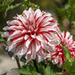 Santa Claus Dahlia