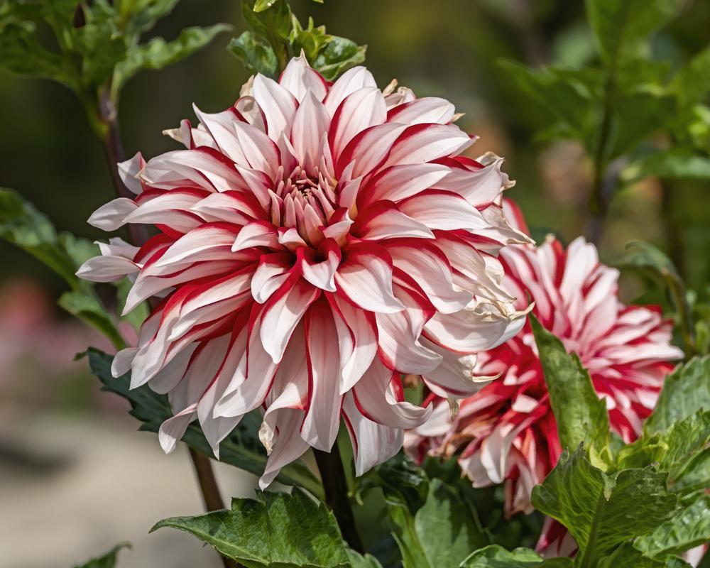 Santa Claus Dahlia