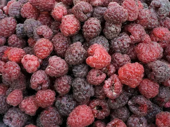 Royalty Purple Raspberry Plant Plants online shopping