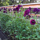 Boogie Nites Dahlia Plants online shopping
