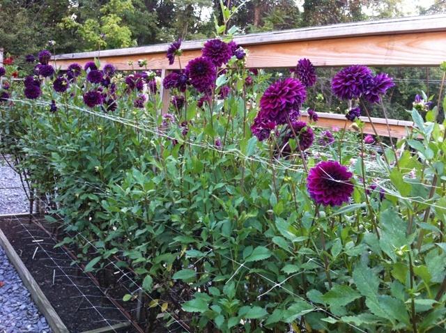 Boogie Nites Dahlia Plants online shopping