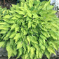 Royalty Hosta Plants online shopping