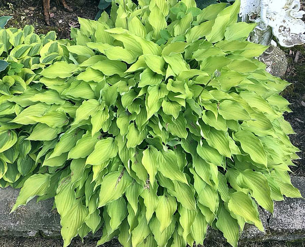 Royalty Hosta Plants online shopping