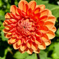 Maarn Dahlia