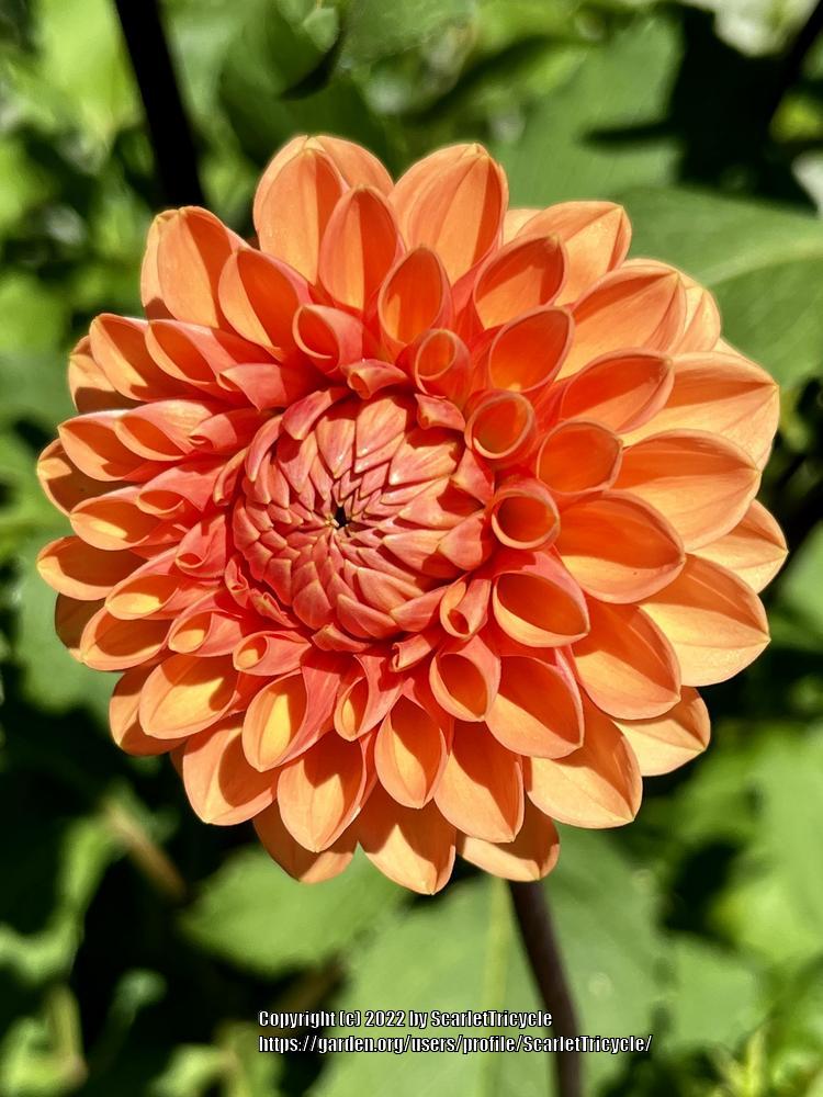 Maarn Dahlia