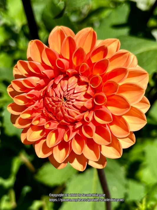 Maarn Dahlia