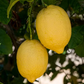 Limonero Fino 49 Lemon Budwood citrus plant material online shopping