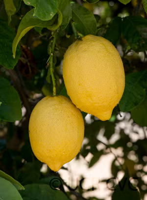 Limonero Fino 49 Lemon Budwood citrus plant material online shopping