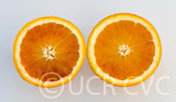 Thermal Tarocco Blood Orange Budwood citrus plant material online shopping