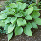 Lemontini Hosta Plants online shopping