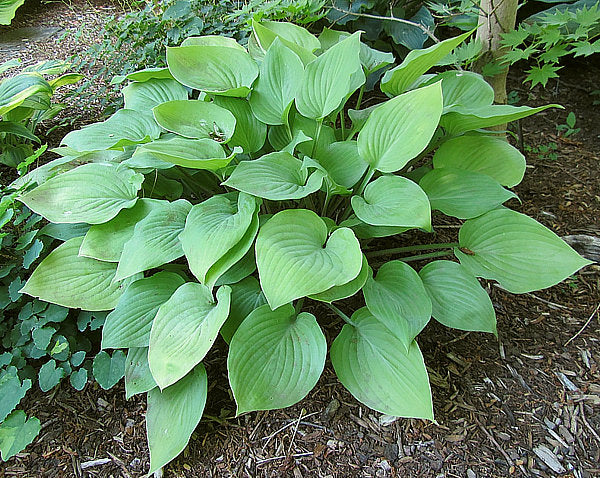 Lemontini Hosta Plants online shopping