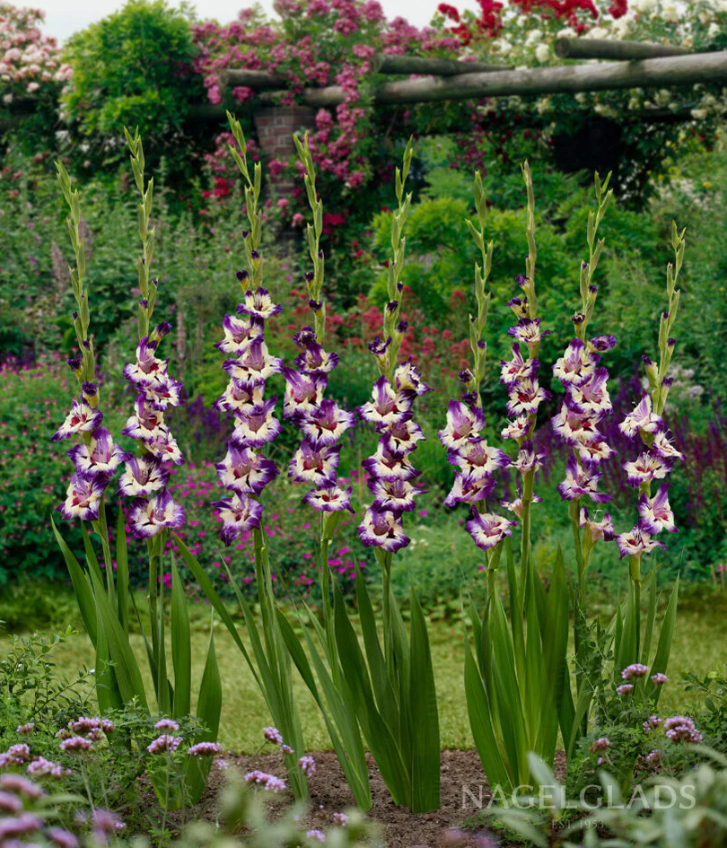 Circus Gladiolus Corms