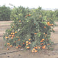 Armstrong Satsuma Mandarin Budwood citrus plant material online shopping