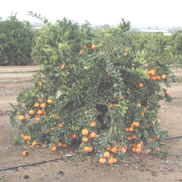 Armstrong Satsuma Mandarin Budwood citrus plant material online shopping