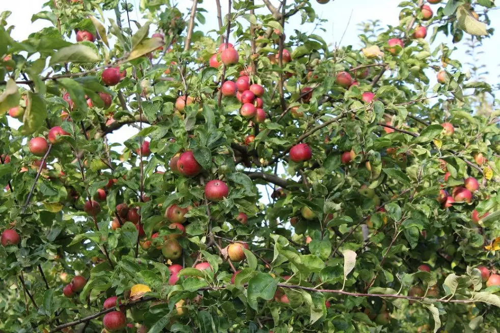 Belle de Boskoop Heritage Apple