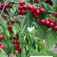 Benton® Sweet Cherry