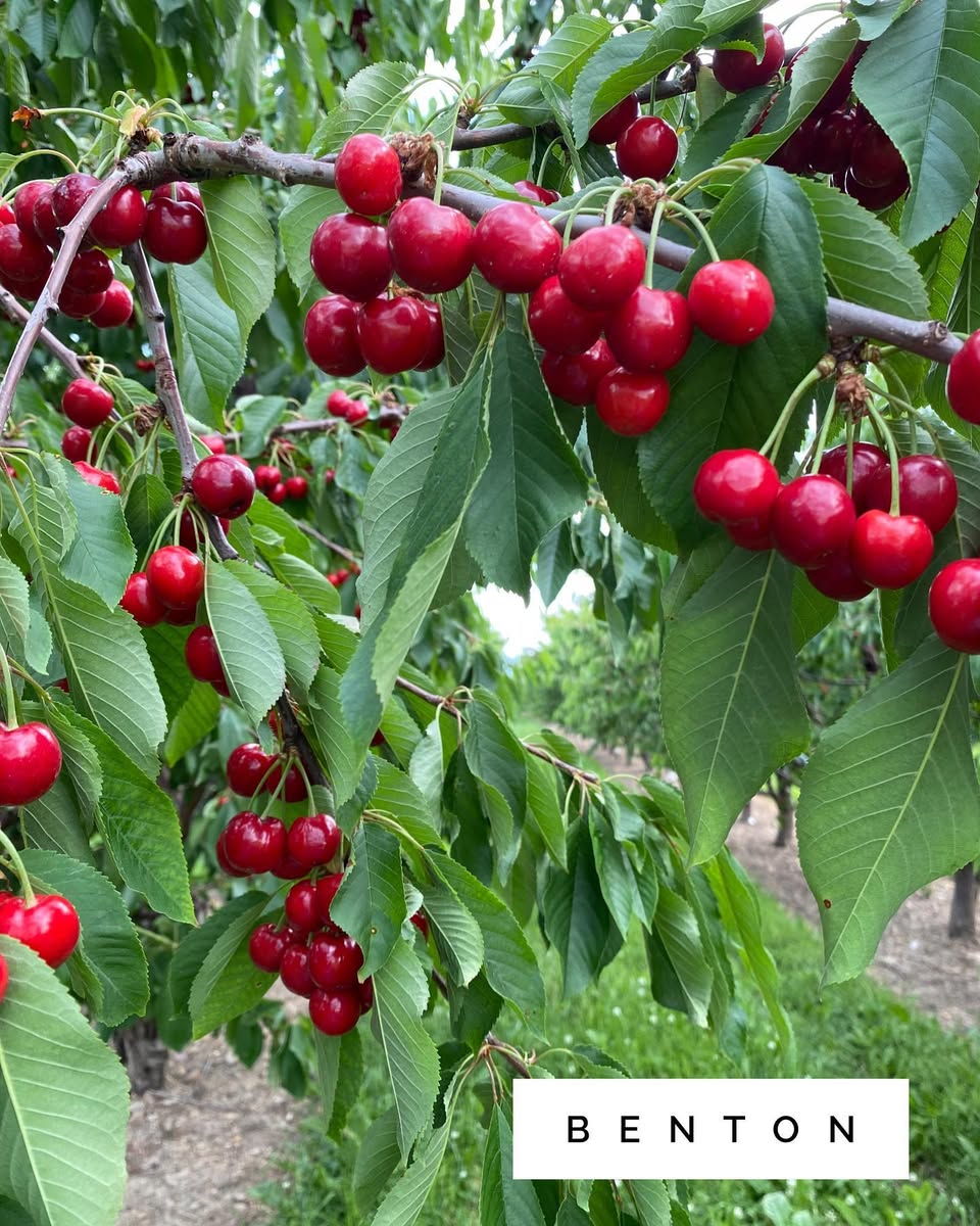 Benton® Sweet Cherry
