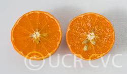 Hansen Mandarin Budwood citrus plant material online shopping