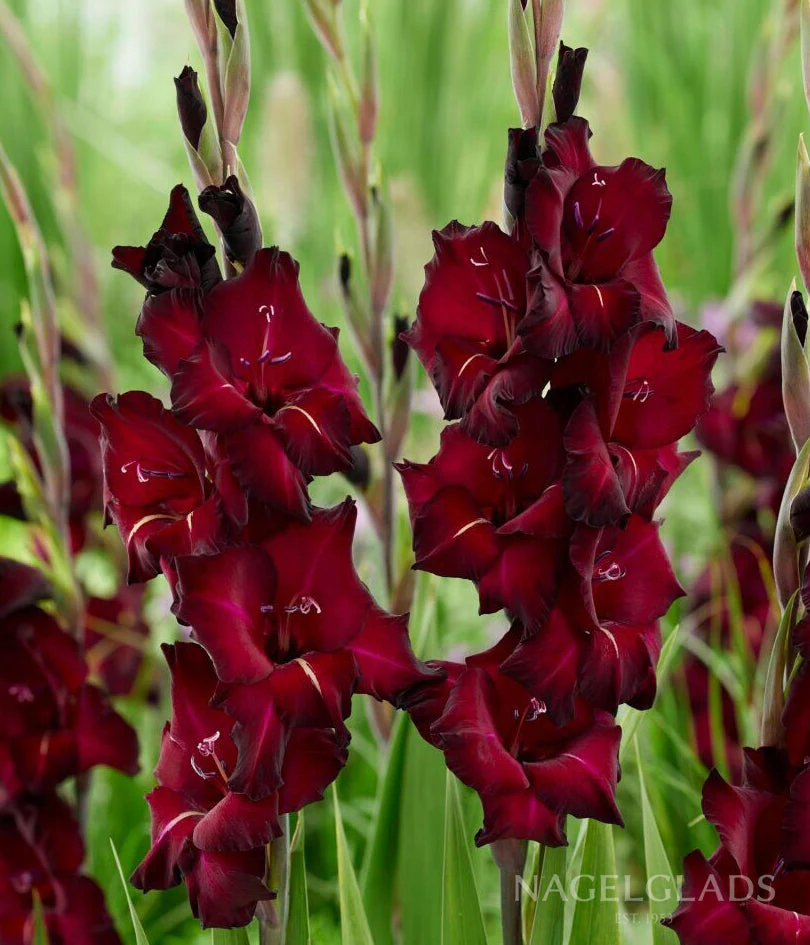 Black Sea Gladiolus Corms