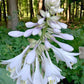 Humpback Whale Hosta Plants online shopping