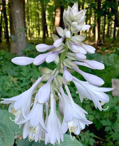 Humpback Whale Hosta Plants online shopping