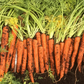 Bolero F1  Carrot