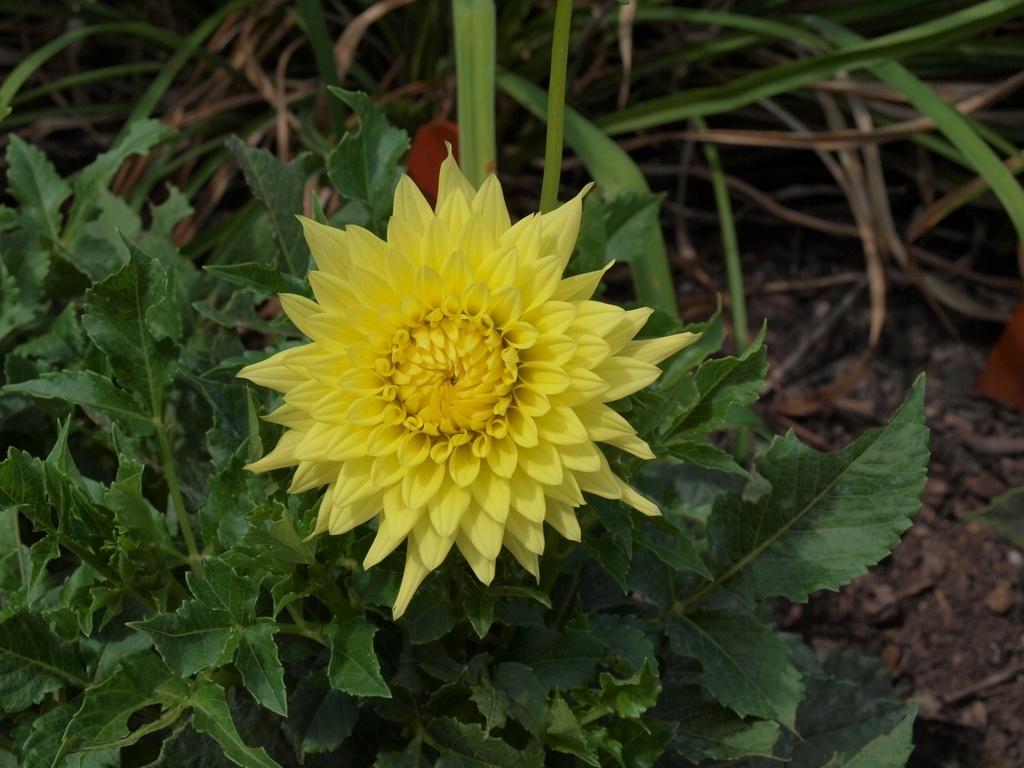 Lemon Tart Dahlia