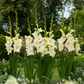 Speed Date Gladiolus Corms