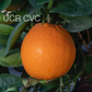 T.I. Rush Navel Orange Budwood citrus plant material online shopping
