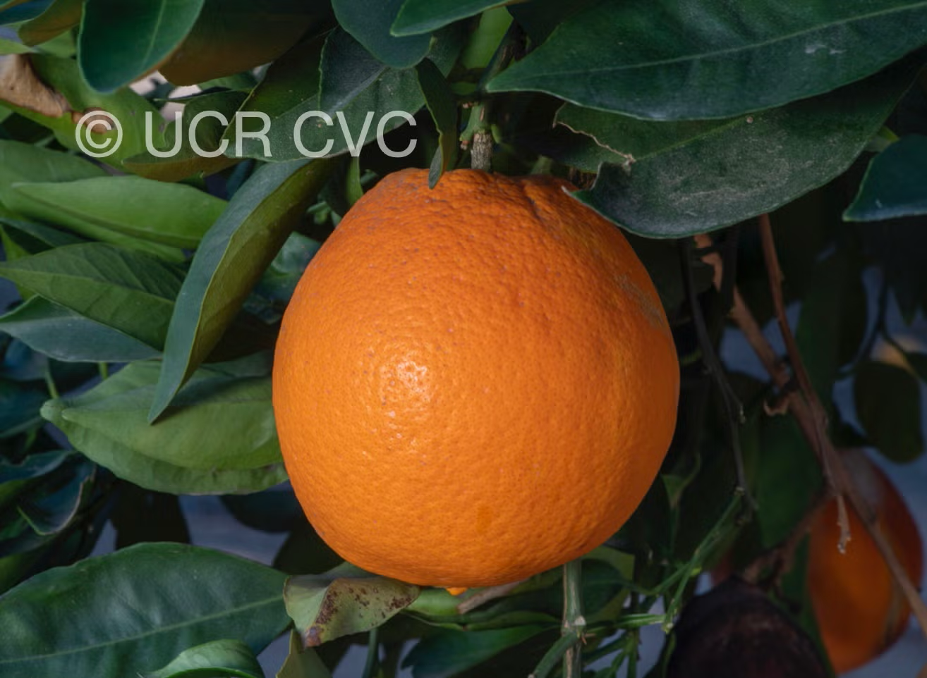 T.I. Rush Navel Orange Budwood citrus plant material online shopping