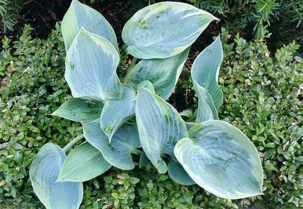 Shadow Seeker Hosta Plants online shopping