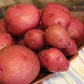 Ciklamen Seed Potato online shopping
