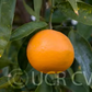 Emerald Mandarin Budwood citrus plant material online shopping