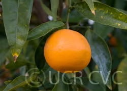 Emerald Mandarin Budwood citrus plant material online shopping