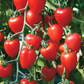 Sweet Hearts Grape Tomato