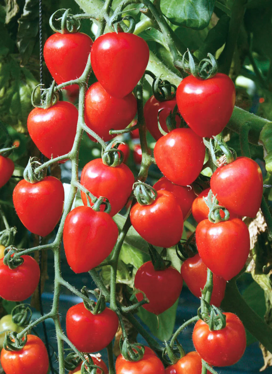 Sweet Hearts Grape Tomato Seeds online shopping