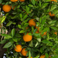 Ortanique Tangor Mandarin Budwood citrus plant material online shopping