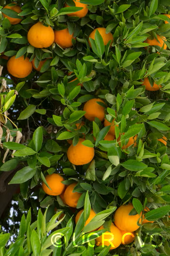 Ortanique Tangor Mandarin Budwood citrus plant material online shopping