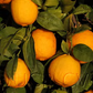 Volckamer Lemon Budwood citrus plant material online shopping