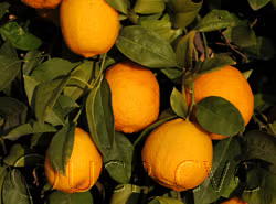 Volckamer Lemon Budwood citrus plant material online shopping