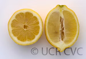 Limonero Fino 49 Lemon Budwood citrus plant material online shopping