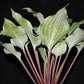 Over The Waves Hosta Plants online shopping
