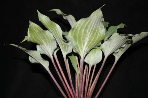 Over The Waves Hosta Plants online shopping