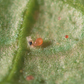 Spical Ulti Mite Predatory Mite