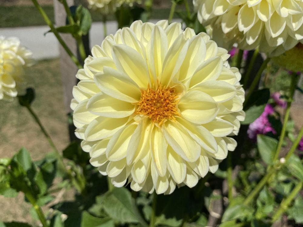 Polventon Supreme Dahlia