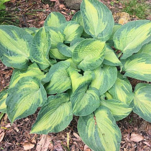 Sister Act Hosta Plants online shopping