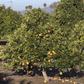 Xuegan Sweet Orange Budwood citrus plant material online shopping