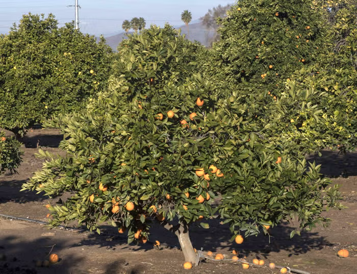 Xuegan Sweet Orange Budwood citrus plant material online shopping