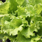 Simpson Elite Lettuce Seeds online shopping